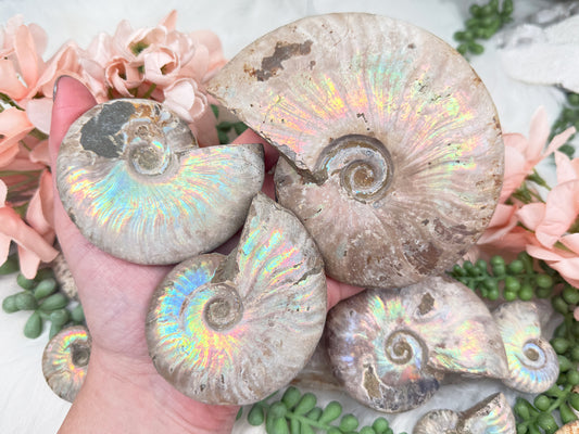 Rainbow Ammonites
