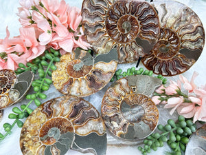 sliced-madagascar-ammonites