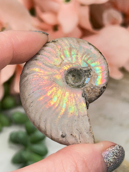 Rainbow Ammonites