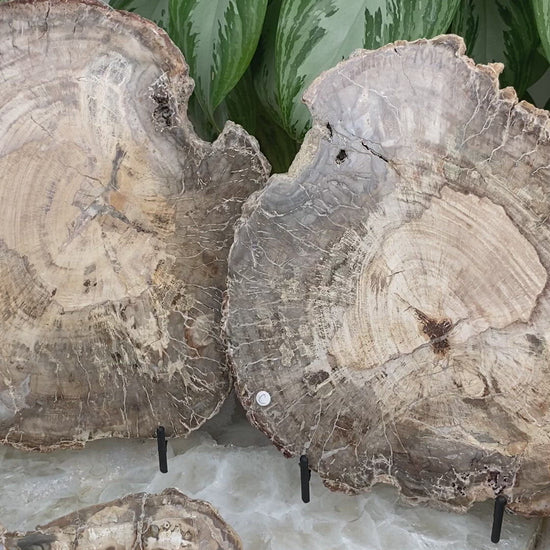 Indonesian-Petrified-Wood-Slice for sale