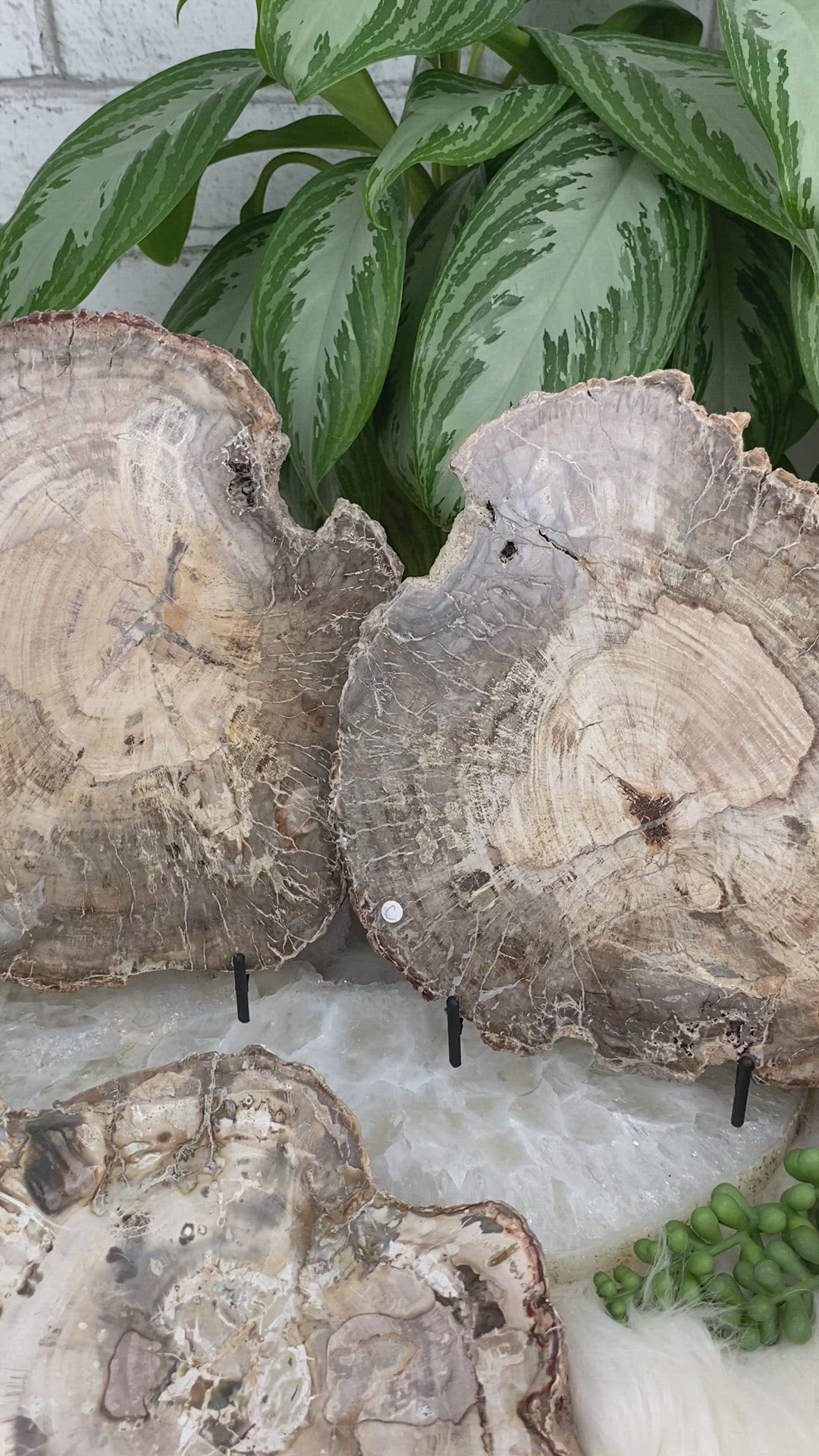 Indonesian-Petrified-Wood-Slice for sale