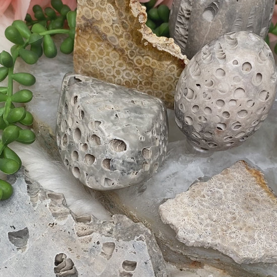 fossil-coral-for-sale