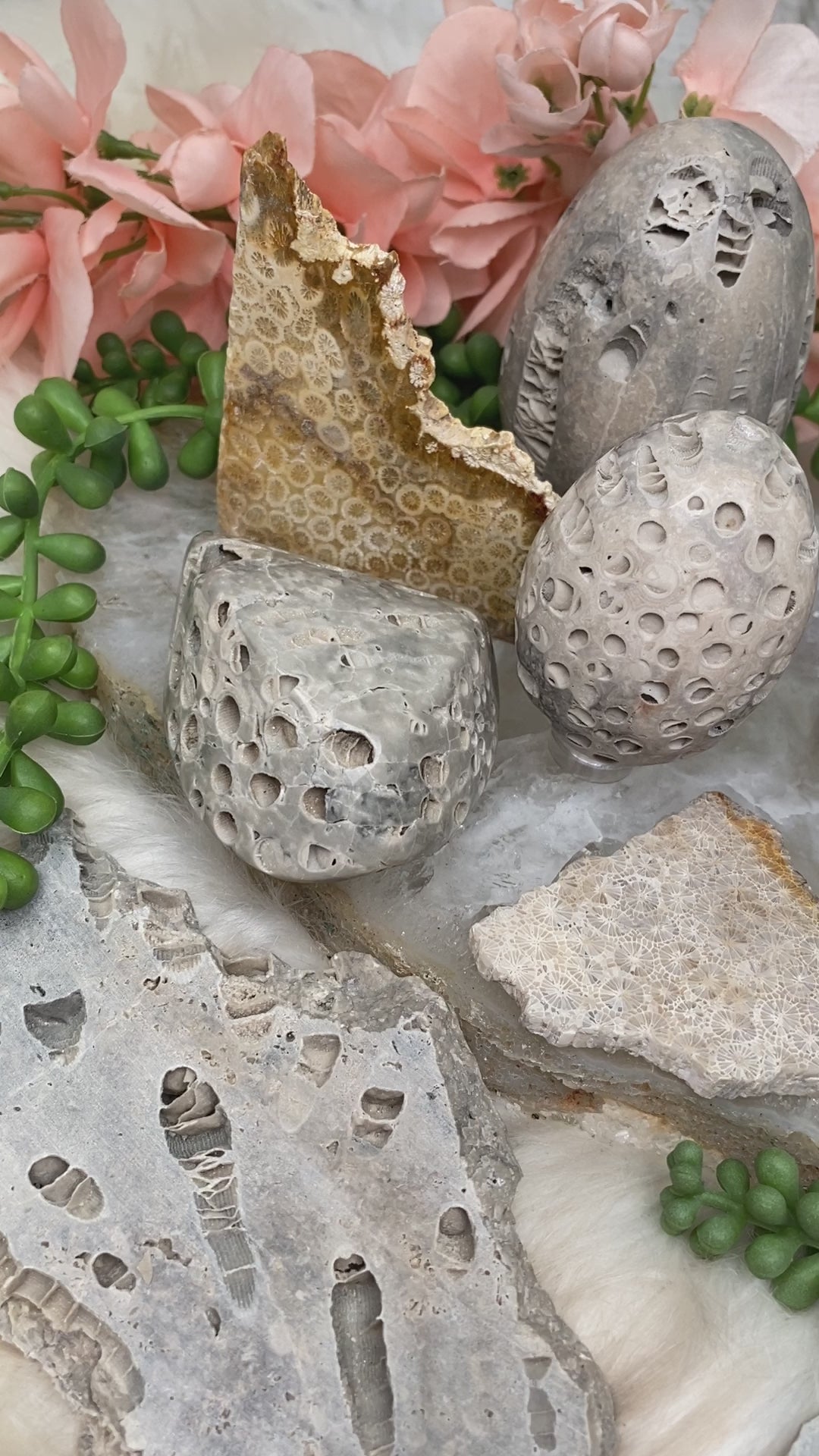 fossil-coral-for-sale