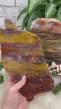 Load image into Gallery: Contempo Crystals - arizona-rainbow-petrified-wood - Image 2