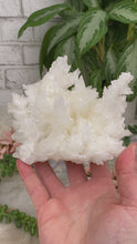 Load image into Gallery: Contempo Crystals - white-aragonite-clusters - Image 4