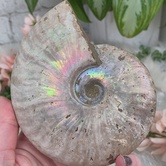 Large-Rainbow-Ammonite-Fossils
