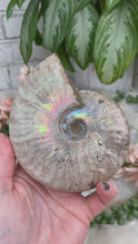 Load image into Gallery: Contempo Crystals - Large-Rainbow-Ammonite-Fossils - Image 2