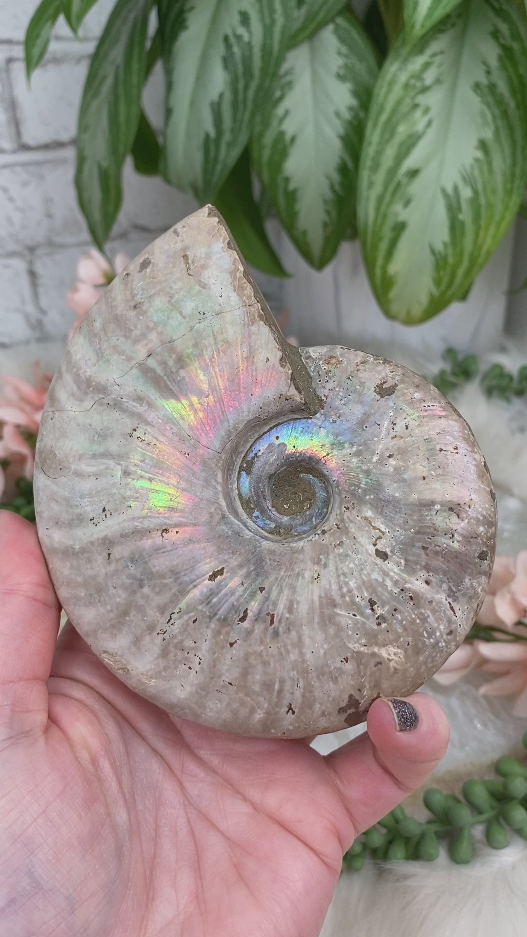 Large-Rainbow-Ammonite-Fossils