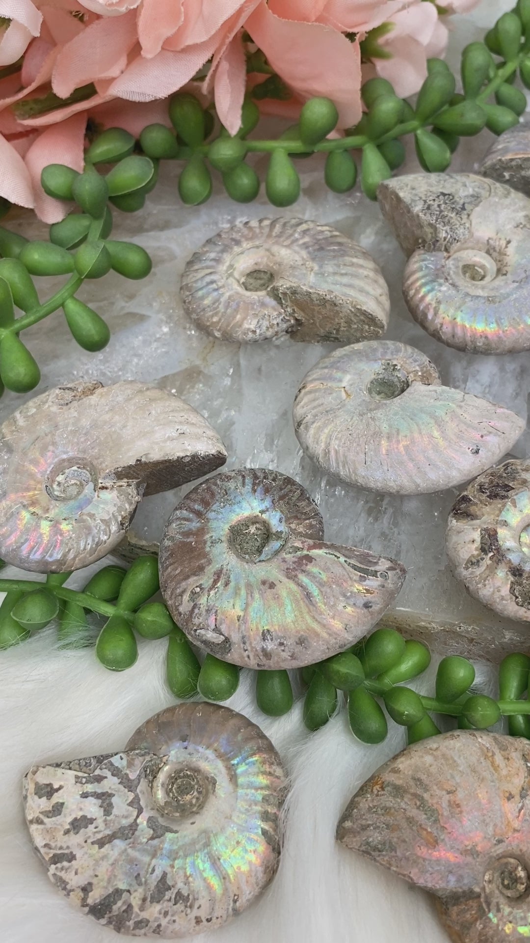 ammonites-with-rainbow