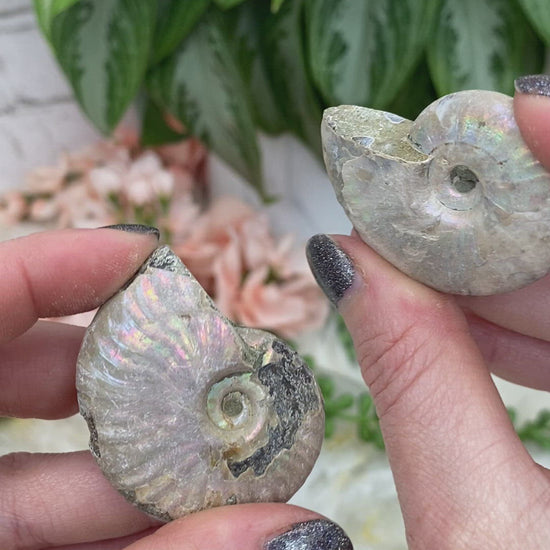 Small-Rainbow-Ammonite-Fossil-video