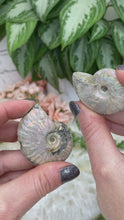 Load image into Gallery: Contempo Crystals - Small-Rainbow-Ammonite-Fossil-video - Image 6