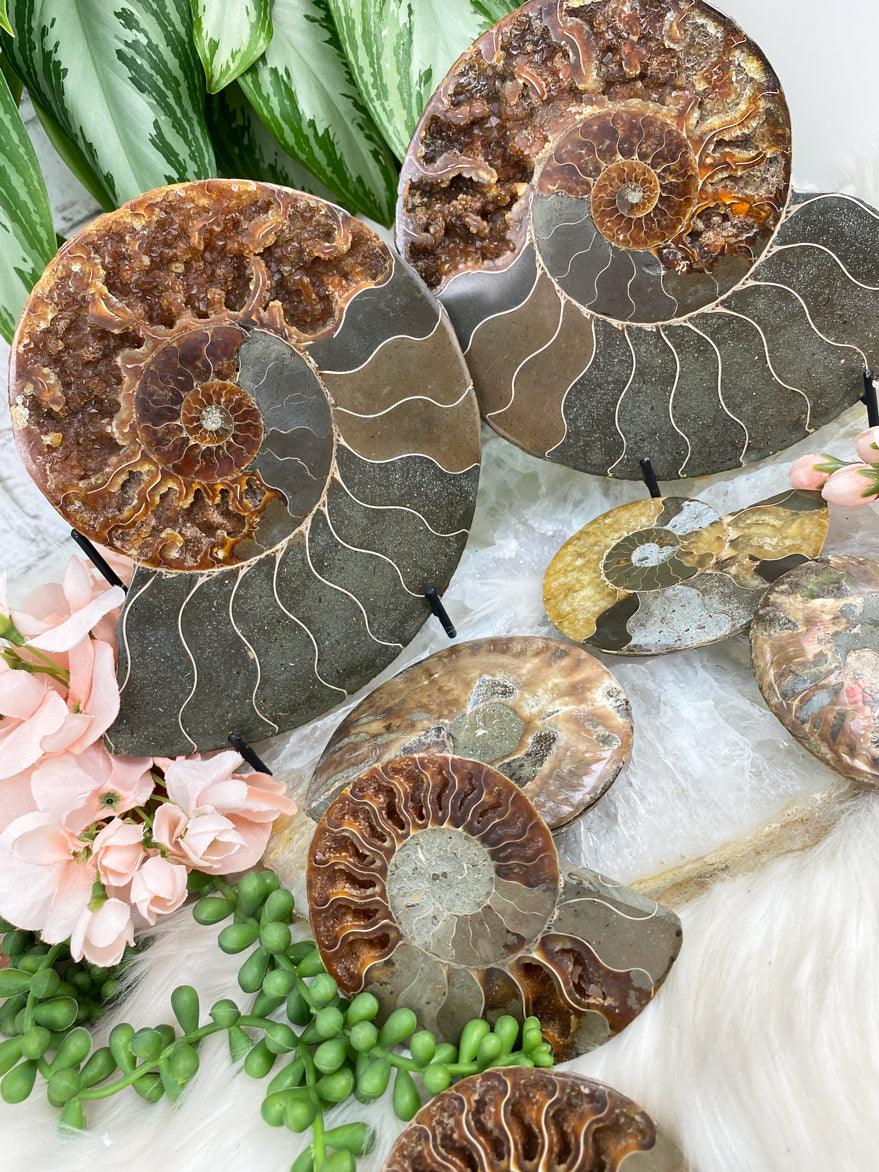 Ammonite-Sliced-Pairs