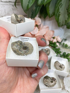 Contempo Crystals - Blue-Ammonite-Fossil-Specimen-Box-for-Sale - Image 2