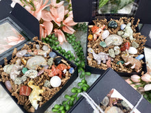 Load image into Gallery: Contempo Crystals - Dinosaur Crystal & Ammonite Gift Set - Image 3