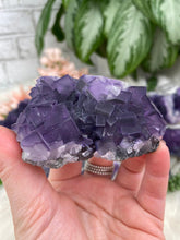 Load image into Gallery: Contempo Crystals - Cubic-Purple-Fluorite-Crystal-from-China - Image 21