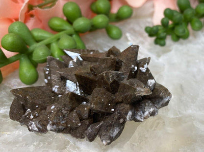 Dark-Brown-Chocolate-Dogtooth-Calcite-Cluster