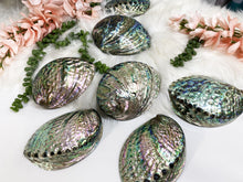 Load image into Gallery: Contempo Crystals - Beautiful polished Abalone Shells - Image 5
