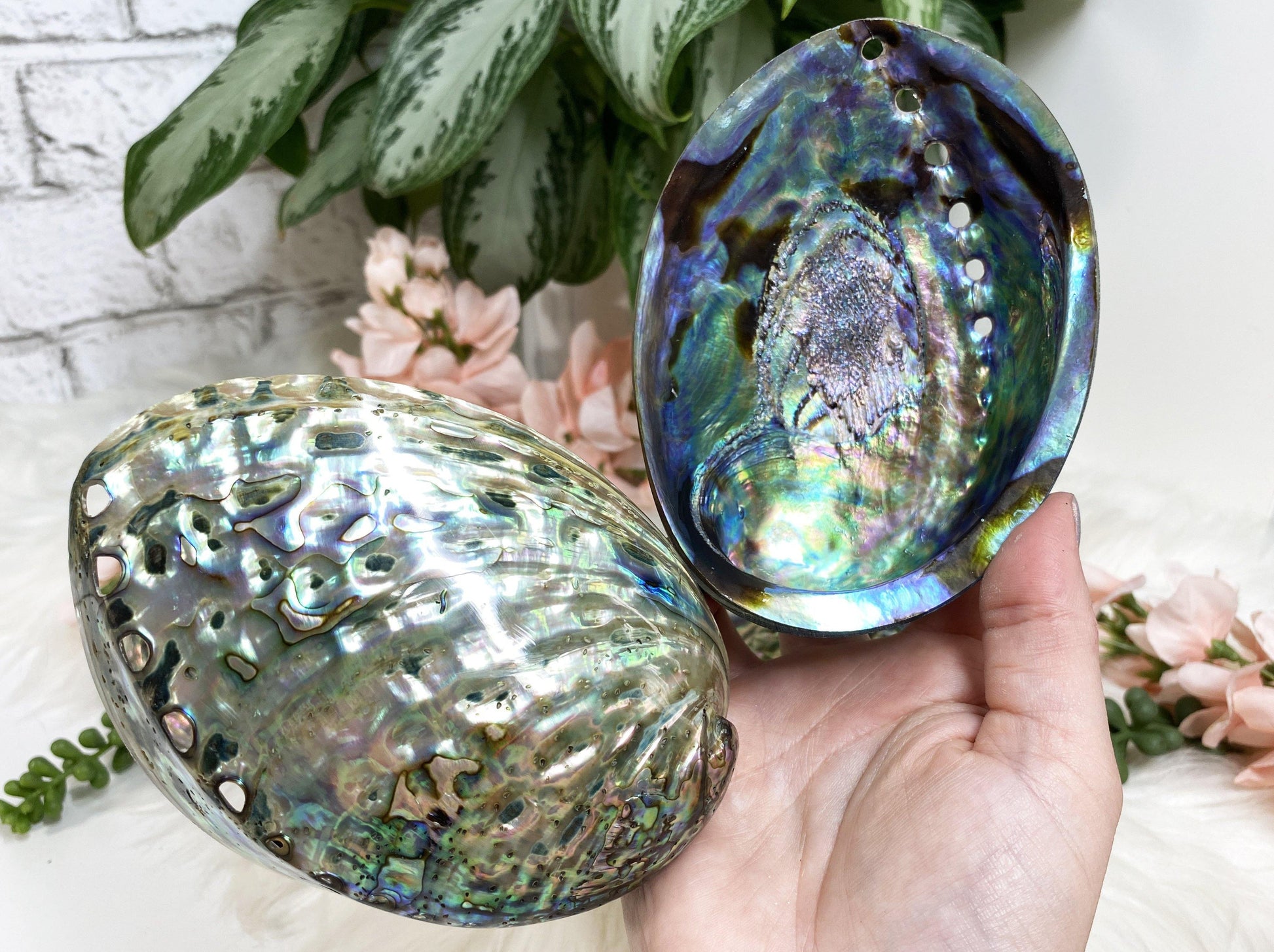Beautiful polished Abalone Shells