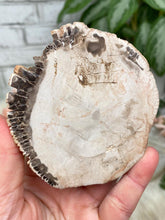 Load image into Gallery: Contempo Crystals - Petrified Wood Slices - Image 13