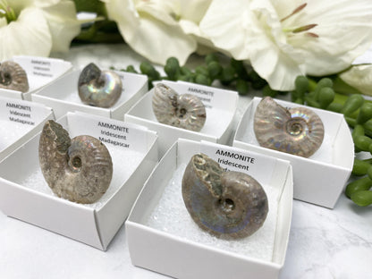 Colorful Ammonite Specimen Boxes from Madagascar