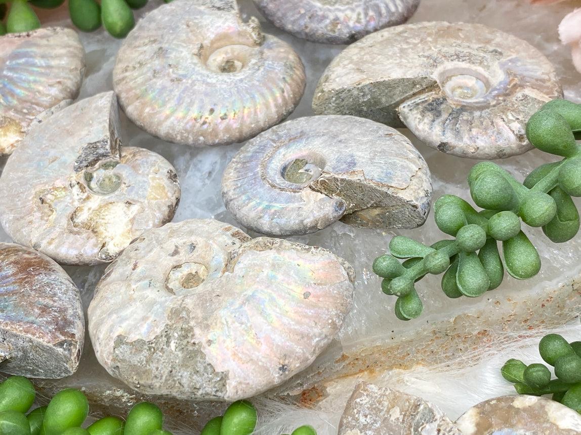 small-rainbow-ammonite-fossils