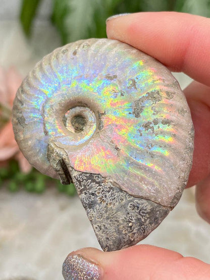 Rainbow Ammonite for sale