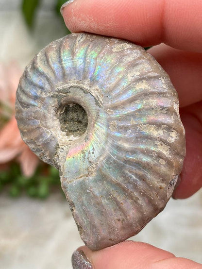 Rainbow Ammonite