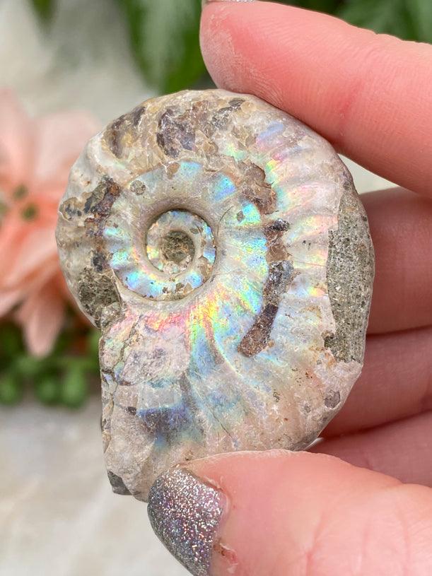small-colorful-rainbow-ammonite