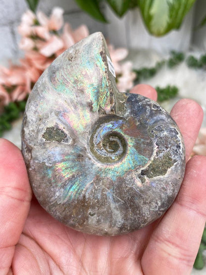 rainbow-ammonite-fossil