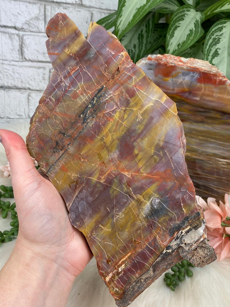 14+ Rainbow Petrified Wood