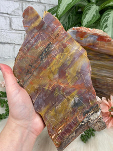 Contempo Crystals - colorful-petrified-wood-slice - Image 5