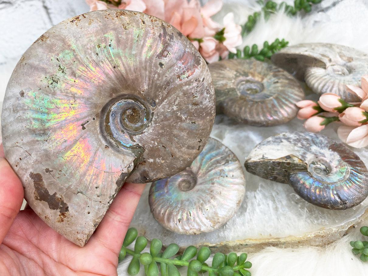    Large-Rainbow-Ammonite-Fossiles