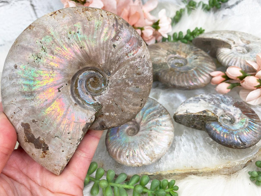 Contempo Crystals -    Large-Rainbow-Ammonite-Fossiles - Image 1