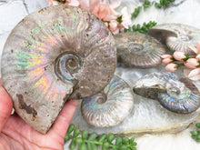 Load image into Gallery: Contempo Crystals -    Large-Rainbow-Ammonite-Fossiles - Image 1