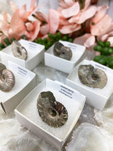 Load image into Gallery: Contempo Crystals - Madagascar-Ammonite-Fossil-Specimen-Box-from-Contempo-Crystals - Image 4