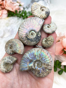 Contempo Crystals - Madagascar-Blue-Ammonite-Fossil-for-Sale - Image 2