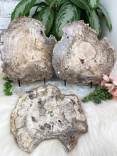 Load image into Gallery: Contempo Crystals - Petrified-Wood-Slabs - Image 6