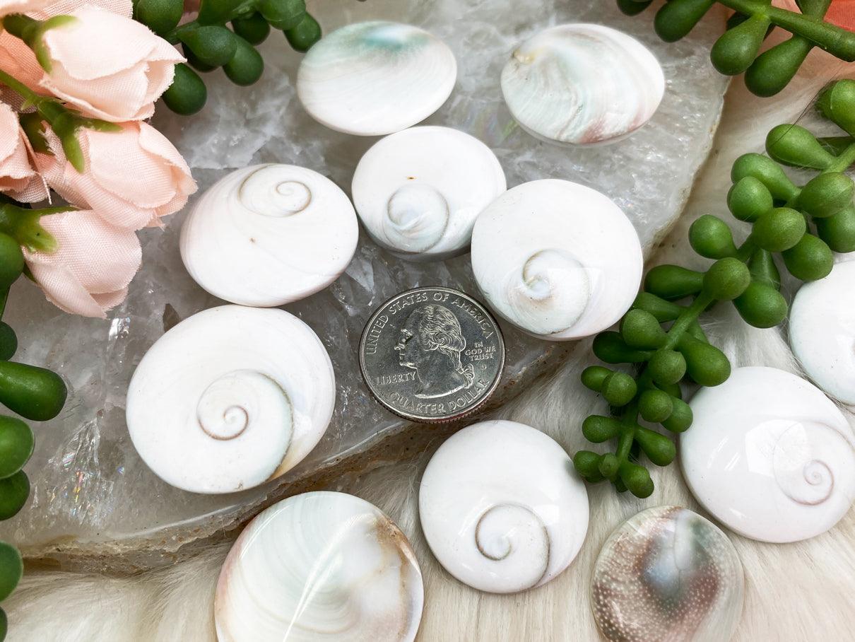 Polished Shiva Eye Shell from India – Contempo Crystals