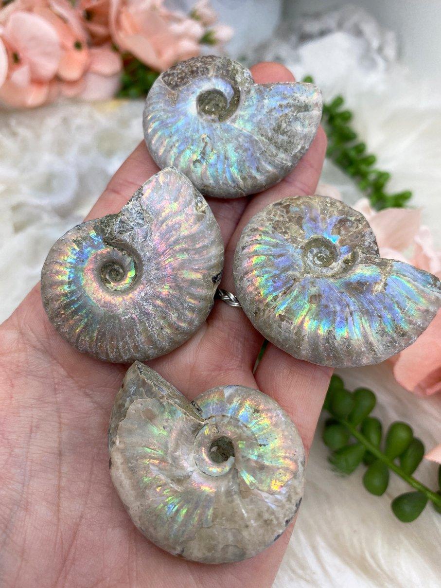 Rainbow-Ammonite-Fossils