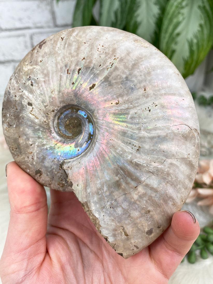 Rainbow-Ammonite