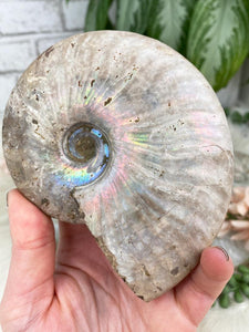 Contempo Crystals - Rainbow-Ammonite - Image 2