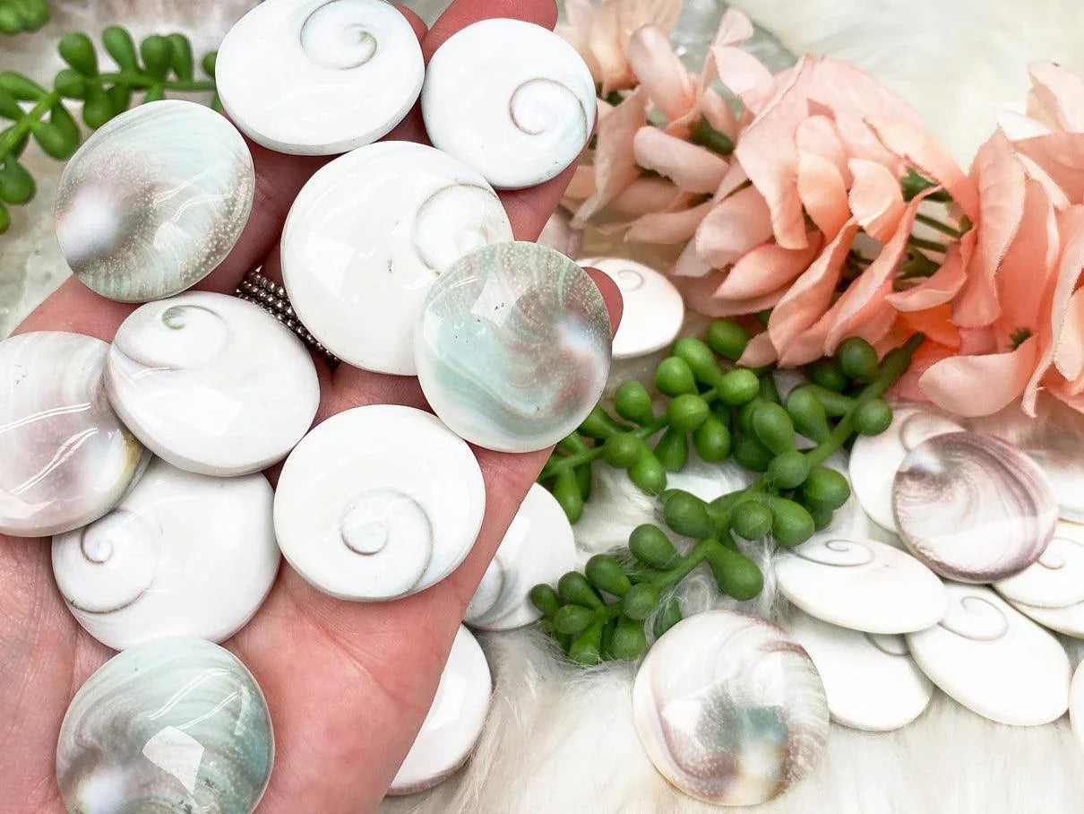 Polished Shiva Eye Shell from India – Contempo Crystals