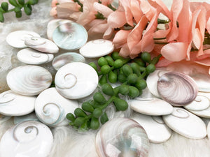 Contempo Crystals - Shiva-Eye-Shells - Image 3