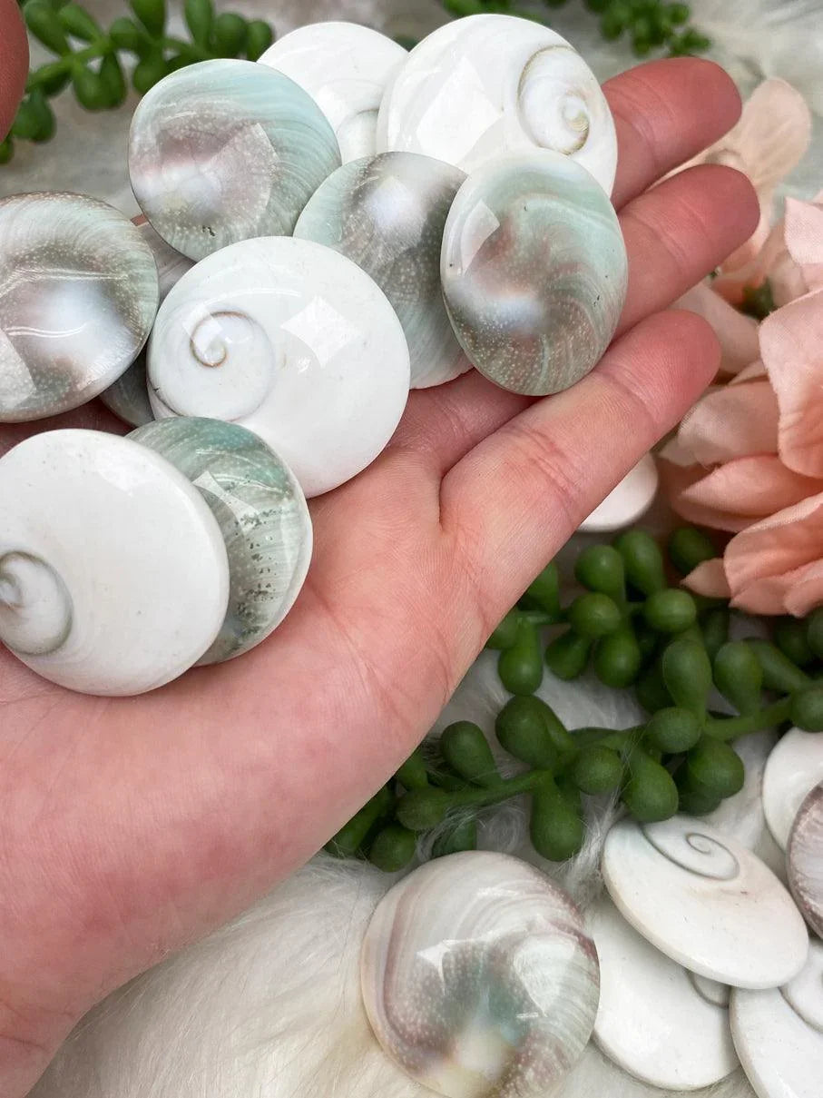 Polished Shiva Eye Shell from India – Contempo Crystals