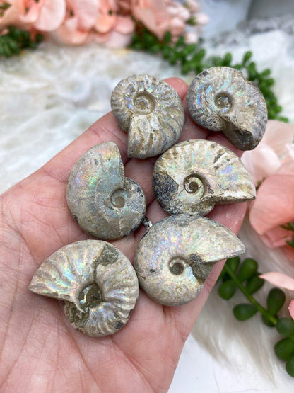 Small-Blue-Ammonite-Fossil