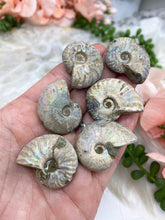 Load image into Gallery: Contempo Crystals - Small-Blue-Ammonite-Fossil - Image 4