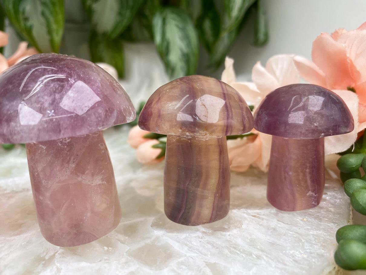 Small-Purple-Fluorite-Mushrooms