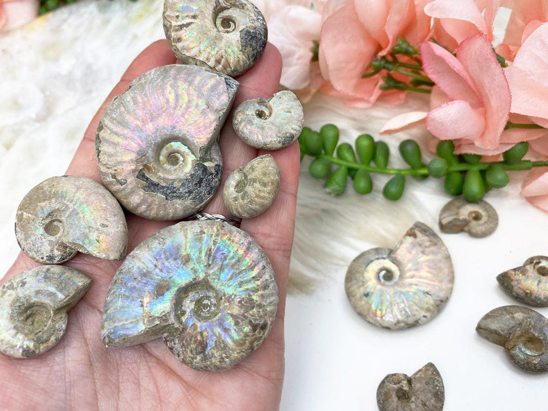 Contempo Crystals - Small-rainbow-Ammonite-Fossils-for-sale - Image 1