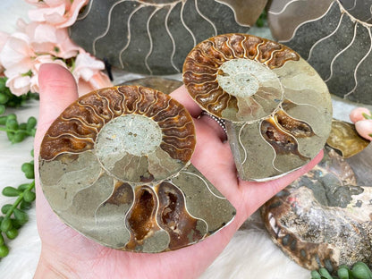 ammonite-fossil-pair-for-sale
