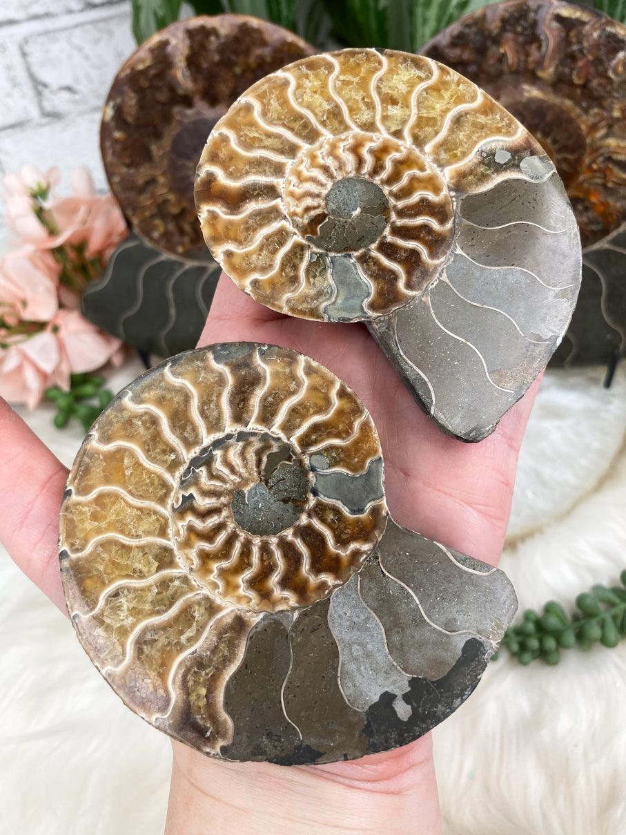 ammonite-fossil-pair